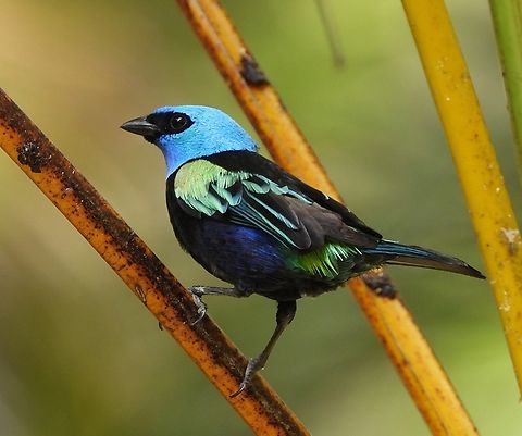 Blue-necked Tanager At the beautiful Hacienda El Paraiso, there's always good food and good company. This Blue-necked Tanager was 10 feet from our table. Bird,Blue-necked Tanager,Blue-necked tanager,Colombia,Stilpnia cyanicollis,Valle del Cauca,   El Cerrito