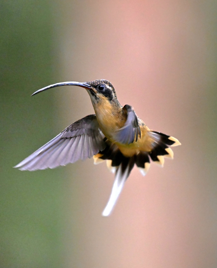⁸Tawny-bellied Hermit Hummingbird A very friendly Tawny-bellied Hermit Hummingbird. We went with one of our guides to his "country" house and the little bird was waiting there for him to refill the feeder. I think he is called Leonardo because the bird is a bit of a con "artist".&nbsp;<br />
<br />
 Bird,Colombia,Phaethornis syrmatophorus,Tawny-bellied Hermit Hummingbird,Tawny-bellied hermit