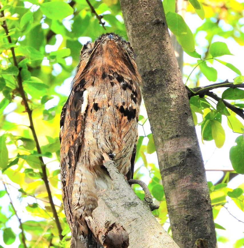 Common Pootoo This Common Pootoo was sound asleep in the middle of a popular city park in Cali. Birds,Cali,Colombia,Common Pootoo,Nyctibius griseus