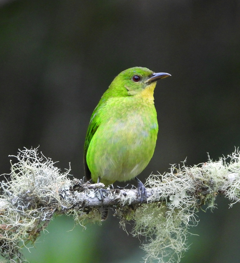 GREEN HONEYCREEPER Although I only saw a Green Honeycreeper once before----in Trinidad---the bird stands out in my sightings. I can not think of other species of birds where the species is named after the female.<br />
<br />
 Birds,Chlorophanes spiza,Colombia,Green Honeycreeper