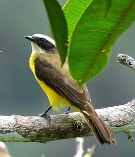 Flycatcher I am not certain if this is a Social Flycatcher or Rusty Margined Flycatcher. I will do more tagging if anyone can set me straight. :-) Bird,Cali,Colombia,Flycatcher,Myiozetetes similis,Social flycatcher,mountain