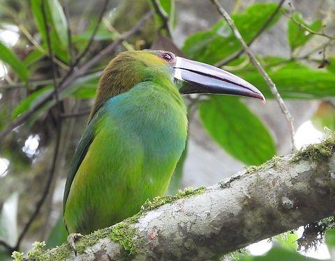 Crimson-rumped Toucanet A Crimson-rumped Toucanet takes a break from eating to pose. We have seen a nice variety of Toucans and Toucanets on various trips in Colombia at different altitudes. There are&nbsp;40 different species in this colorful family. Aulacorhynchus haematopygus,Birds,Colombia,Crimson-rumped Toucanet,Crimson-rumped toucanet,tropical mountains