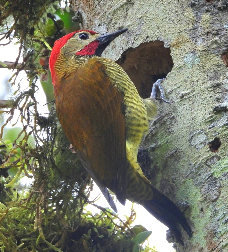Golden-olive Woodpecker This Golden-olive Woodpecker was right outside my cabin door at KM 18. Not sure if that was a nest inside the hole, but the bird was going in and out of it.<br />
<br />
 Bird,Colaptes rubiginosus,Colombia,Golden-olive Woodpecker,Golden-olive woodpecker,KM 18