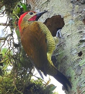Golden-olive Woodpecker This Golden-olive Woodpecker was right outside my cabin door at KM 18. Not sure if that was a nest inside the hole, but the bird was going in and out of it.

 Bird,Colaptes rubiginosus,Colombia,Golden-olive Woodpecker,Golden-olive woodpecker,KM 18