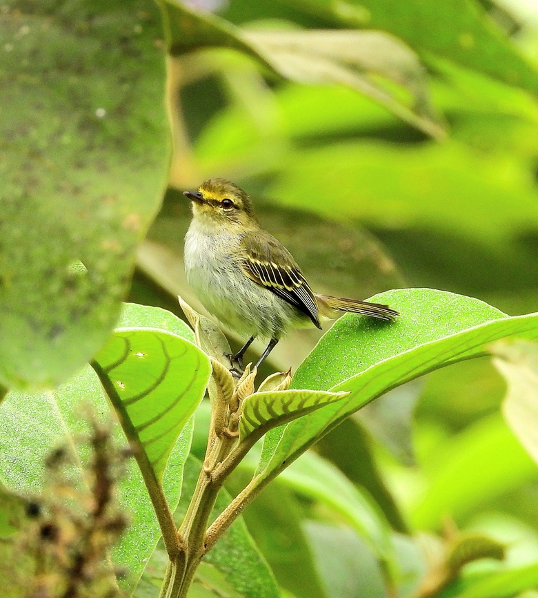 Golden-faced Tyranulet He blended in so well, I almost missed this Golden-faced Tyranulet in the foothills.&nbsp; But its song was sweet and its personality very perky. Happy to make its acquaintance.&nbsp;<br />
<br />
 Birds,Colombia,Golden-faced Tyranulet,Golden-faced tyrannulet,Zimmerius chrysops,foothills,perky