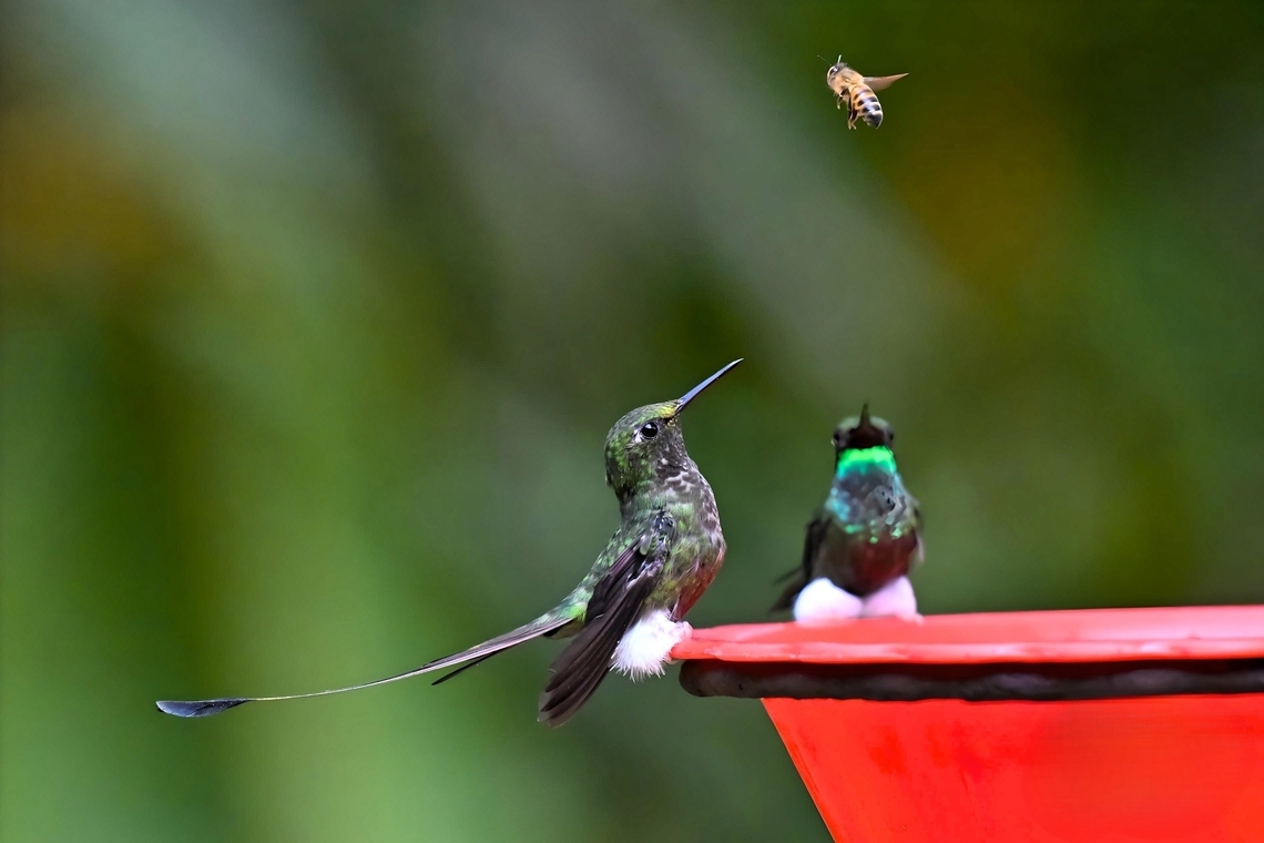White-booted Racket- tail Hummingbirds Two White-booted Racket-tail Hummingbirds share a feeder with an uninvited guest at a finca near Cali. Two's company!<br />
 Birds,Cali,Colombia,Hummingbirds,Ocreatus underwoodii,Racket-tail,White-booted,White-booted racket-tail,finca