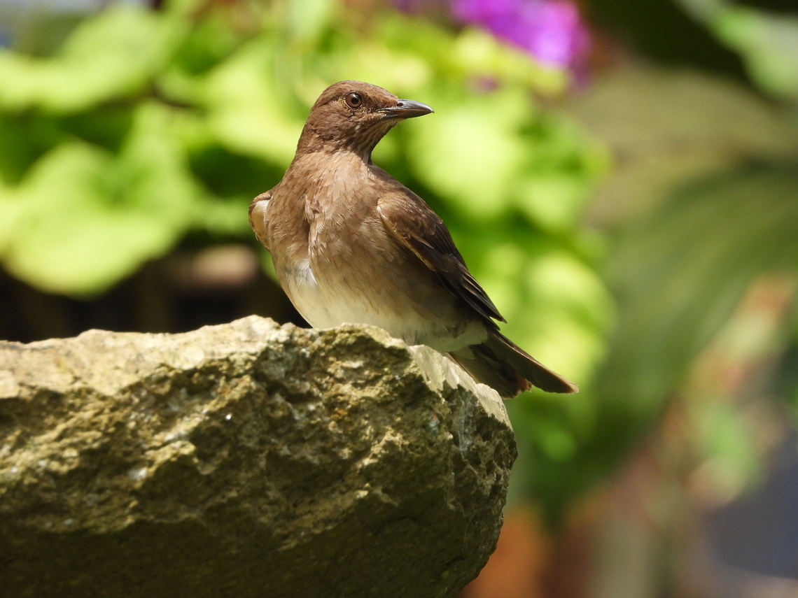 Black-billed Thrush  Black-billed thrush,Cali,Colombia,Turdus ignobilis