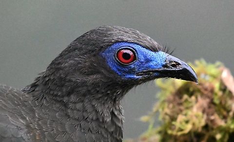Sickle-winged Guan A big, bulky bird with an unforgettable face. Bird,Chamaepetes goudotii,Colombia,Sickle-winged Guan,Sickle-winged guan