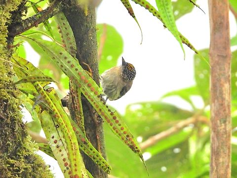 OLIVACEOUS PICULET  Bird,Colombia,Olivaceous piculet,Picumnus olivaceus