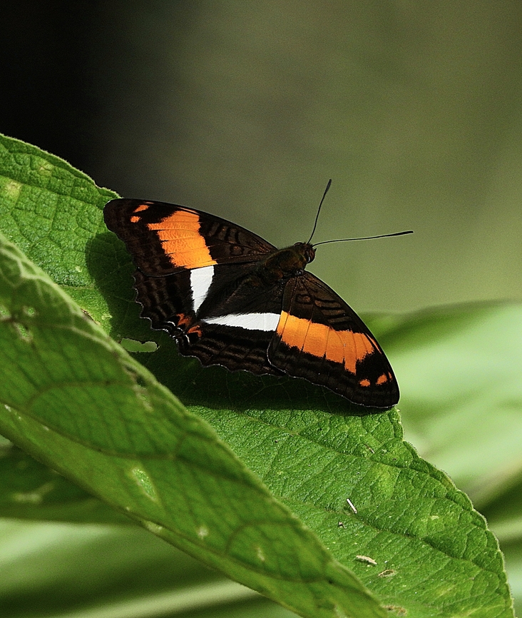 Orange-washed Sister The area around Cali, Colombia is full of beautiful birds....and butterflies. I was walking around one of the fincas when I saw this Orange-washed Sister.<br />
<br />
 Adelpha cocala,Butterfly,Cali,Colombia,finca