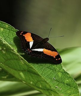 Orange-washed Sister The area around Cali, Colombia is full of beautiful birds....and butterflies. I was walking around one of the fincas when I saw this Orange-washed Sister.

 Adelpha cocala,Butterfly,Cali,Colombia,finca