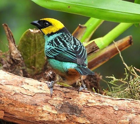 SAFFRON-CROWNED TANAGER Saffron- crowned Tanager taking a lunch break near Cali, Colombia. Bird,Colombia,Saffron-crowned Tanager,Saffron-crowned tanager,Tangara xanthocephala,finca