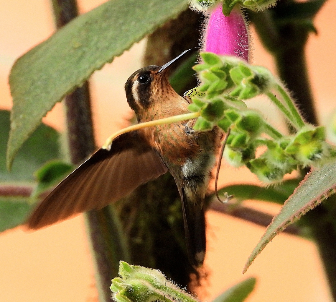 SPECKLED HUMMINGBIRD Of all the hummingbirds---30 species in total--- we have seen in Colombia, the Speckled Hummingbird was among my favorites. He seemed so determined and fearless. Back to Florida tomorrow where we have one species of hummers. Adelomyia melanogenys,Bird,Colombia,Speckled Hummingbird,Speckled hummingbird