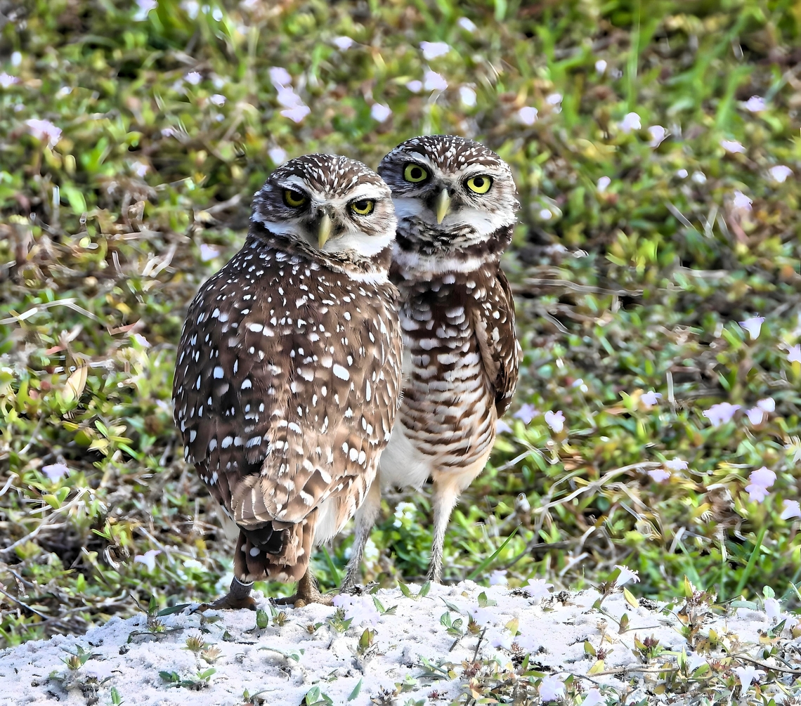 BURROWING OWLS Well,  here we are back in Florida and our Burrowing Owls were out to welcome us home Athene cunicularia,Bird,Burrowing Owls,Burrowing owl,Cape Coral,Florida