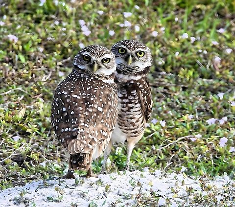 BURROWING OWLS Well,  here we are back in Florida and our Burrowing Owls were out to welcome us home Athene cunicularia,Bird,Burrowing Owls,Burrowing owl,Cape Coral,Florida