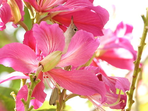 BLUE-GRAY GNATCATCHER I often see Ruby-throated Hummingbirds in the Orchid Trees at the Naples Botanical Garden. But this Blue-Gray Gnatcatcher was almost as small....and nearly as quick. 

 Bird,Blue-Gray Gnatcatcher,Blue-gray Gnatcatcher,Botanical Garden,Naples,Polioptila caerulea