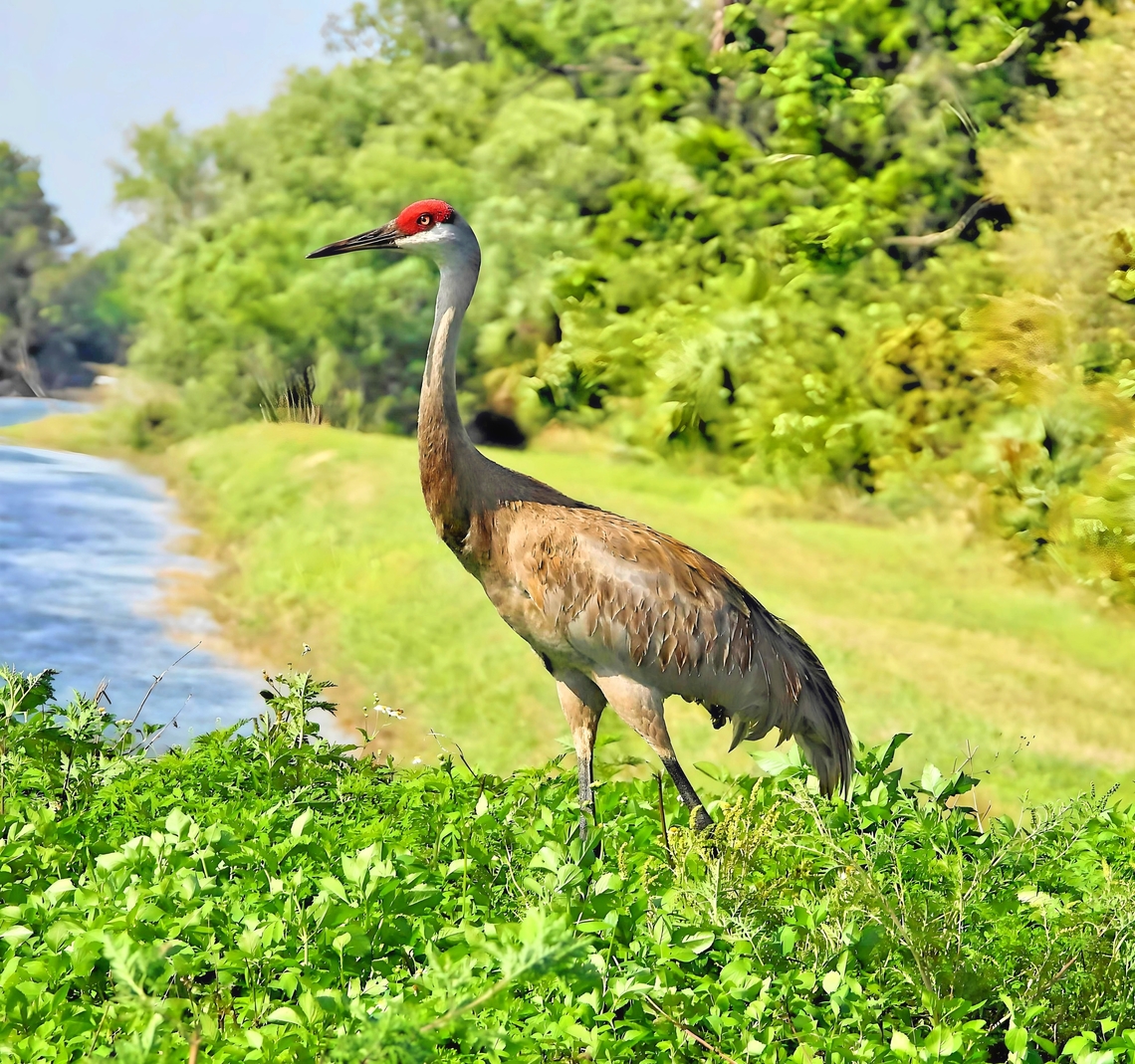 SANDHILL CRANE  Antigone canadensis,Sandhill Crane