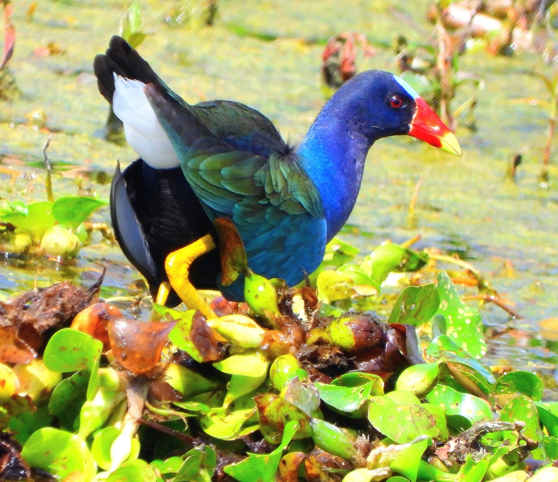 Purple Gallinule Traveling just an hour or so north in Florida&nbsp; is a nice change in landscape and bird species. There were several Purple Gallinules at Celery Fields in Sarasota. I never see them near my home.<br />
<br />
 Bird,Celery Fields,Florida,Porphyrio martinicus,Purple Gallinule,Purple gallinule,Sarasota