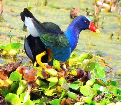 Purple Gallinule Traveling just an hour or so north in Florida&nbsp; is a nice change in landscape and bird species. There were several Purple Gallinules at Celery Fields in Sarasota. I never see them near my home.

 Bird,Celery Fields,Florida,Porphyrio martinicus,Purple Gallinule,Purple gallinule,Sarasota