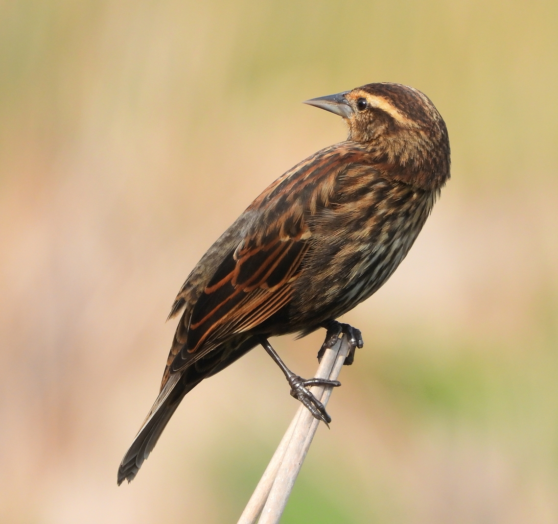 RED-WINGED BLACKBIRD (FEMALE) So many birds at Celery Fields in Sarasota are very colorful. But I found this female Red-winged Blackbird just as pretty. And her subtle colors were beautifully complemented by the meadows behind her. Agelaius phoeniceus,Bird,Celery Fields,Florida,Red-winged Blackbird,Red-winged blackbird,Sarasota