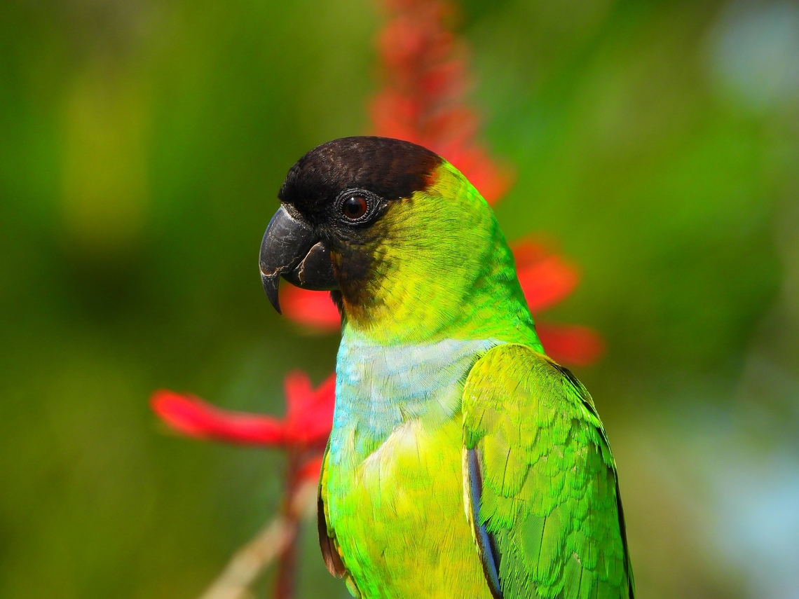 Nanday Parakeet Nanday Parakeets are not native to Florida but they have boomed in population at Celery Fields in Sarasota. There are literally dozens of them perching in the trees and on the telephone lines. They make a racket and seem totally unconcerned with humans. Aratinga nenday,Celery Fields,Florida,Nanday Parakeet,Sarasota