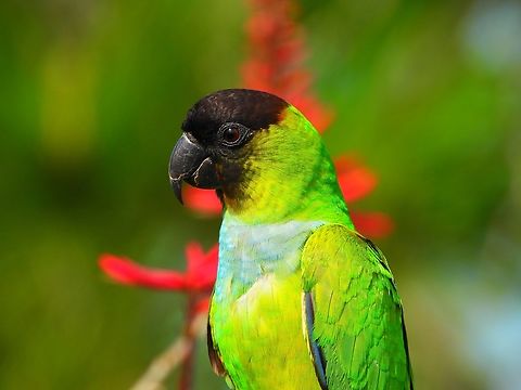 Nanday Parakeet Nanday Parakeets are not native to Florida but they have boomed in population at Celery Fields in Sarasota. There are literally dozens of them perching in the trees and on the telephone lines. They make a racket and seem totally unconcerned with humans. Aratinga nenday,Celery Fields,Florida,Nanday Parakeet,Sarasota