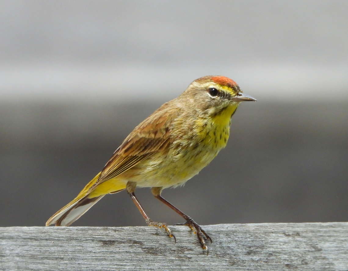 Palm Warbler A Palm Warbler fence sitting at the Naples Botanical Garden.&nbsp; Bird,Botanical Garden,Florida,Naples,Palm Warbler,Palm warbler,Setophaga palmarum