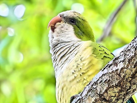 Monk Parakeet A Monk Parakeet in Cape Coral is wearing green for Saint Patrick's Day. But then again he looks like this every day of the year. :-) Cape Coral,Florida,Monk Parakeet,Myiopsitta monachus