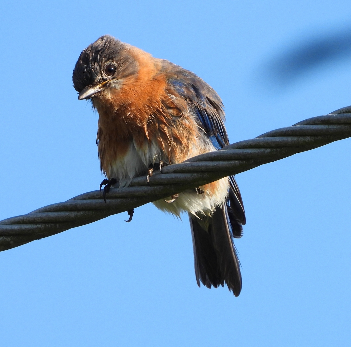 Eastern Bluebird This sweet female Eastern Bluebird was taking a dip in Naples in a small lake. She was with her mate. Then they both flew right above my head to dry off on a wire.&nbsp;<br />
<br />
 Bird,Eastern Bluebird,Florida,Naples,Sialia sialis