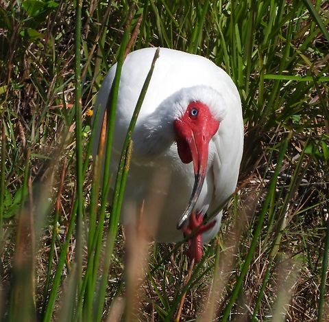 American White Ibis Absolutely untouched. :-) Seen today at John Yarbrough Linear Park in Fort Myers. American White Ibis,Bird,Eudocimus albus,Florida,Fort Myers,Yarbrough Park