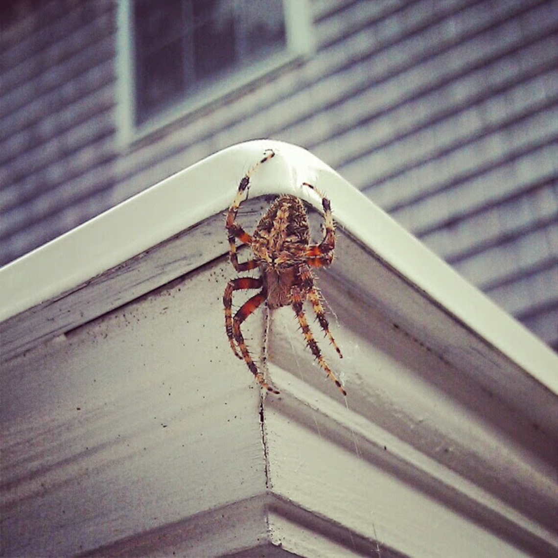 Neoscona with image of cat on abdomen I took this about 10 years ago on my friend's deck in South Kingstown, RI. I didn't notice the cat-face image until I showed the picture to my wife and she pointed it out.  Hentz&rsquo;s orbweaver,Neoscona crucifera