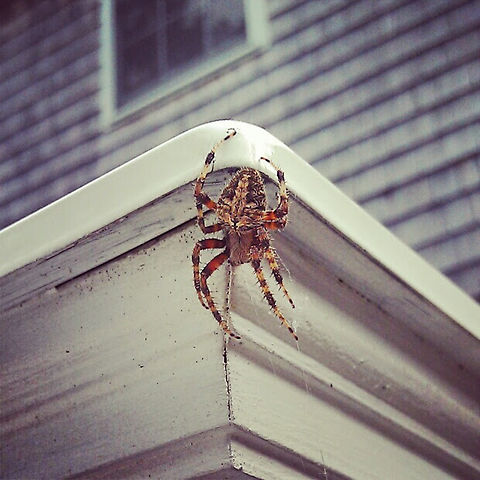 Neoscona with image of cat on abdomen I took this about 10 years ago on my friend's deck in South Kingstown, RI. I didn't notice the cat-face image until I showed the picture to my wife and she pointed it out.  Hentz&rsquo;s orbweaver,Neoscona crucifera