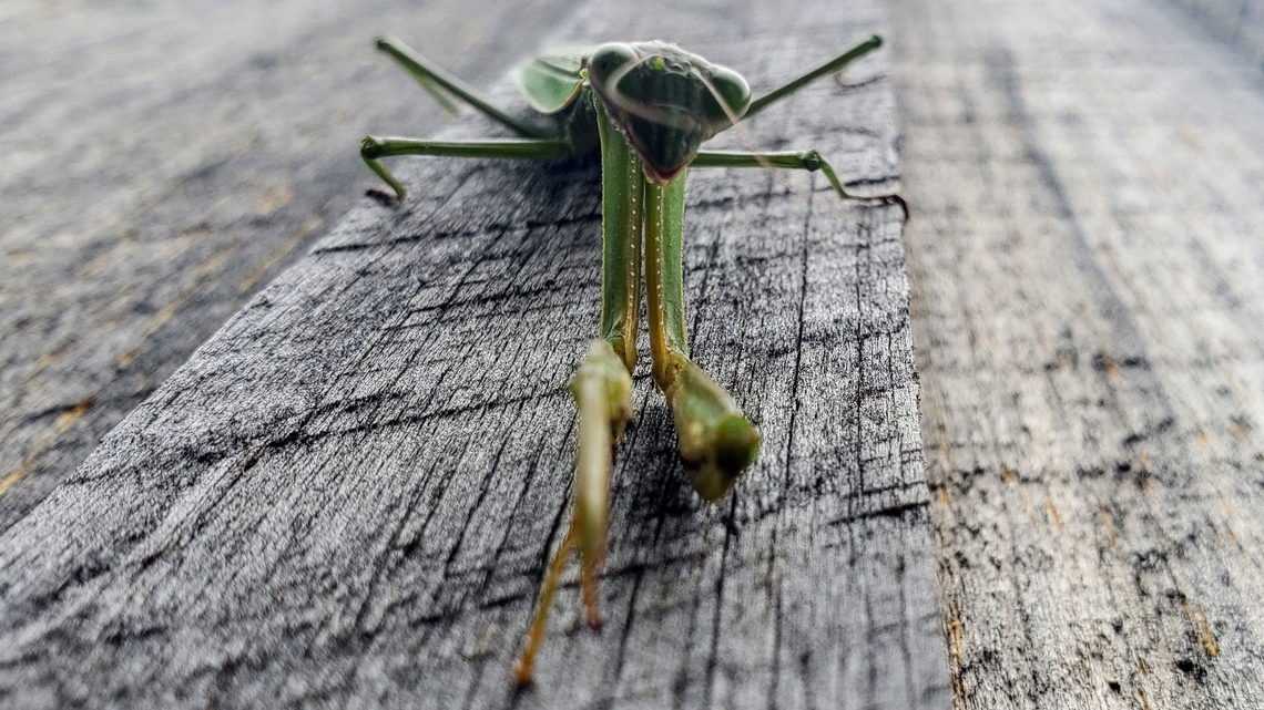 Praying mantis at the farm  Fall,Geotagged,United States