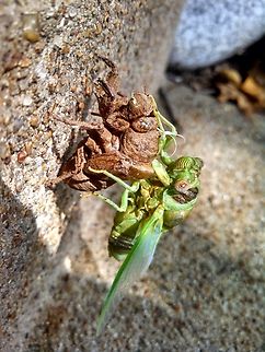 Annual Cicada molting in Kansas City. Got lucky and woke up to dozens of molting cicadas scattered around the yard.  Geotagged,Summer,United States