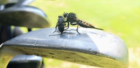 Robber Fly robbing a fly (South Kingstown, RI 2018)