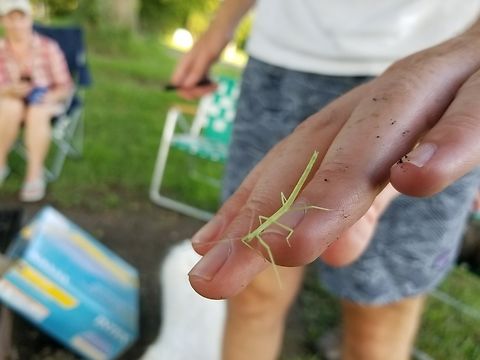 Young Walking Stick visited our campsite right before the Solar Eclipse. (2017, Kansas City, MO)