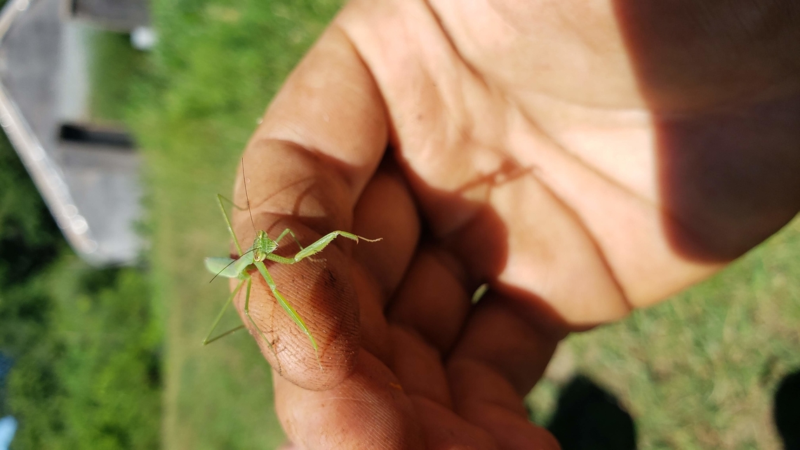 Juvenile Praying Mantis at the farm (2020, South Kingstown, RI)