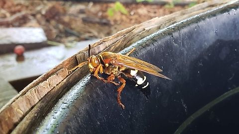 Cicada Killer at farm in South Kingstown. That summer, I got to see a Cicada Killer catching a cicada mid-air multiple times.  Sphecius speciosus