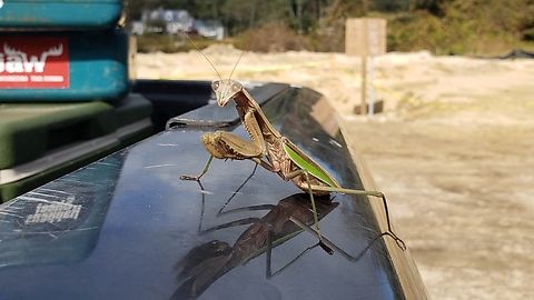 This girl liked to visit us at the farm.