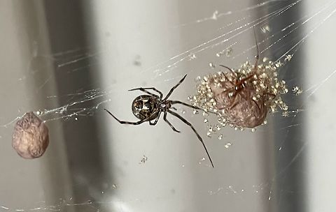 Proud Mama :) Unfortunately wasn't able to get a better picture. Triangulate Cobweb Spider with other unknown spider.  Geotagged,Steatoda triangulosa,Summer,Triangulate cobweb spider,United States