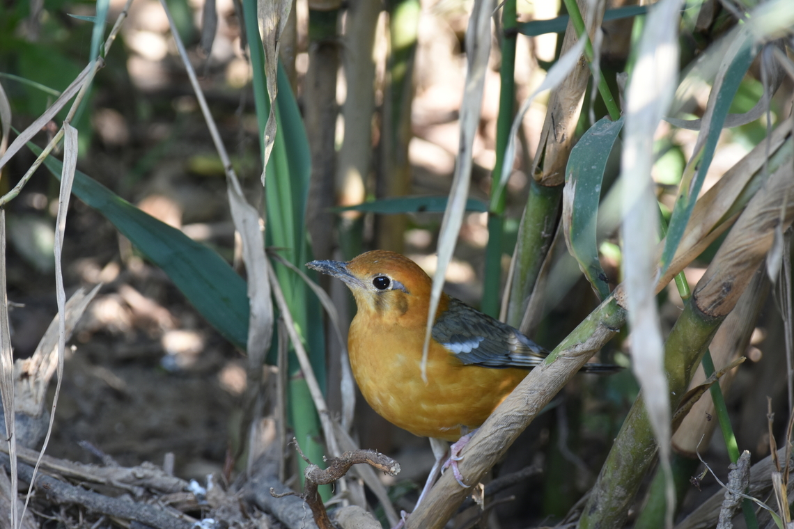 Orang Headed Thrush This Sp. of bird is uncommon in this area.  I was lucky enough to capture that illusive and shy bird.  It was sitting in the great reed plants. Fall,Geokichla citrina,Geotagged,India,Orange-headed thrush