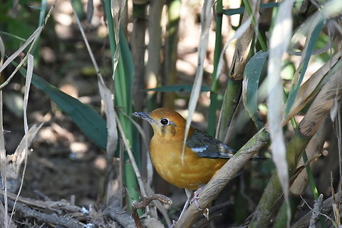 Orang Headed Thrush This Sp. of bird is uncommon in this area.  I was lucky enough to capture that illusive and shy bird.  It was sitting in the great reed plants. Fall,Geokichla citrina,Geotagged,India,Orange-headed thrush