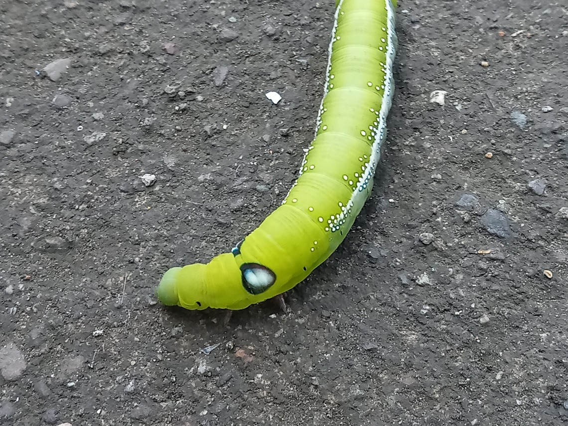 IMG20240214134935  Geotagged,Philippines