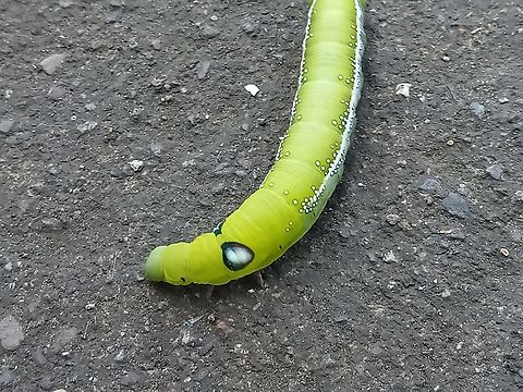 IMG20240214134935  Geotagged,Philippines