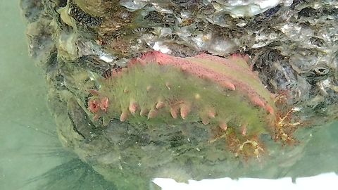 Colochirus quadrangularis  Colochirus quadrangularis,Geotagged,Vietnam,Winter