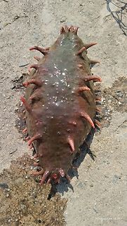 Colochirus quadrangularis  Colochirus quadrangularis