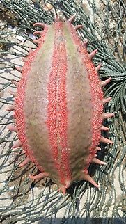 Colochirus quadrangularis  Colochirus quadrangularis,Geotagged,Thorny Sea Cucumber,Vietnam,Winter