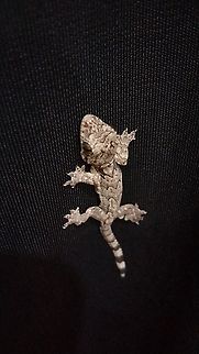 Smooth-backed Gliding Gecko - 2, Vietnam Tôi đã chụp được loài Ptychozoon lionotum này trên một ngọn núi nhỏ gần thị trấn Dương Đông thuộc thành phố Phú Quốc  Geotagged,Ptychozoon lionotum,Summer,Vietnam