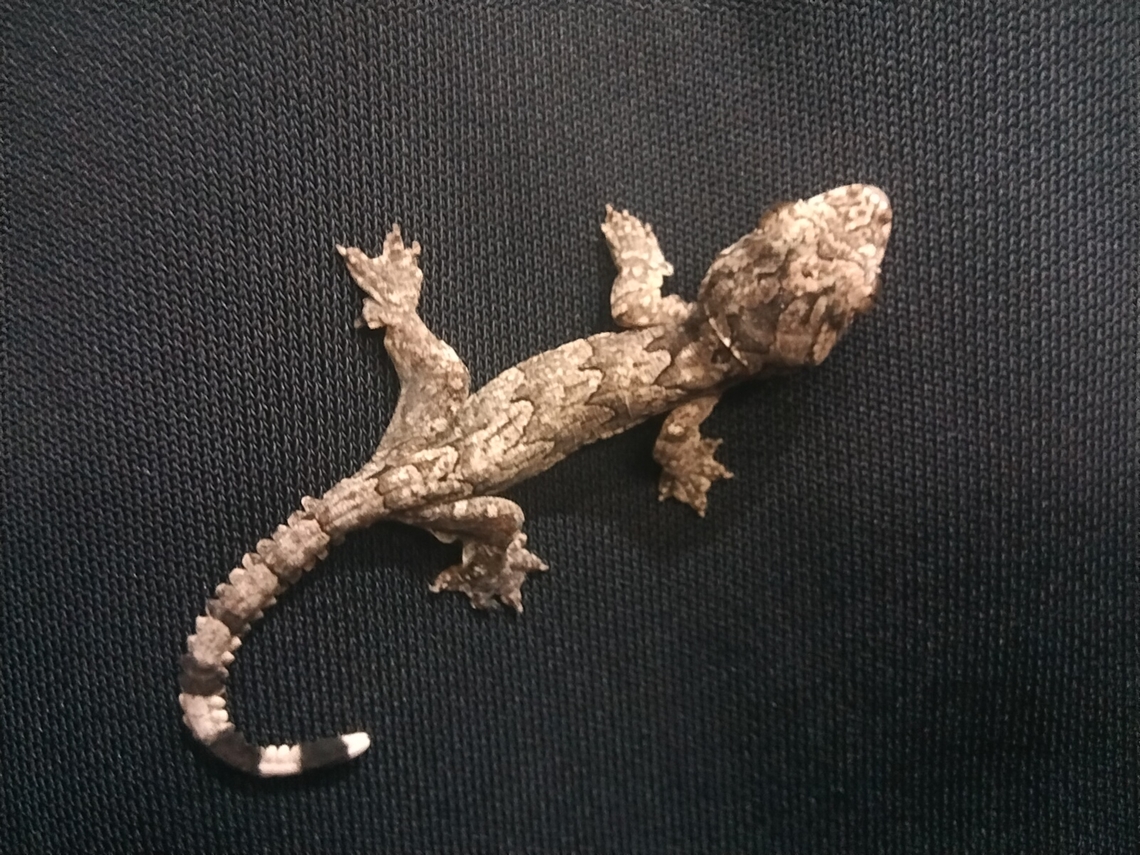 Smooth-backed Gliding Gecko, Vietnam Lo&agrave;i tắc k&egrave; đu&ocirc;i thuỳ &quot; Ptychozoon lionotum &quot; n&agrave;y thật sự l&agrave; một chuy&ecirc;n gia ngụy trang. Sẽ thật kh&oacute; để bắt gặp ch&uacute;ng nếu ch&uacute;ng kh&ocirc;ng chuyển động. Ch&uacute;ng đ&atilde; tự xuất hiện trước mặt t&ocirc;i . Thật tuyệt vời  Geotagged,Ptychozoon lionotum,Summer,Vietnam