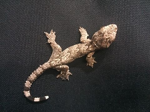 Smooth-backed Gliding Gecko, Vietnam Loài tắc kè đuôi thuỳ " Ptychozoon lionotum " này thật sự là một chuyên gia ngụy trang. Sẽ thật khó để bắt gặp chúng nếu chúng không chuyển động. Chúng đã tự xuất hiện trước mặt tôi . Thật tuyệt vời  Geotagged,Ptychozoon lionotum,Summer,Vietnam